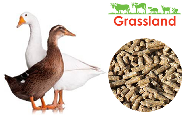 Комбікорм Grassland для качок та гусей "Фініш" з 85 днів до забою (Стандарт)