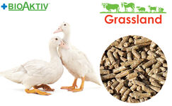 Комбікорм Grassland для качок та гусей "Гровер" 21-85 днів (Стандарт)