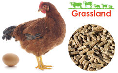 Комбікорм Grassland для курей несучок/Редбро "Період яйцекладки"