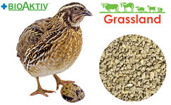 Комбікорм Grassland для перепела "Гровер" (4-6 тижня) (Стандарт)